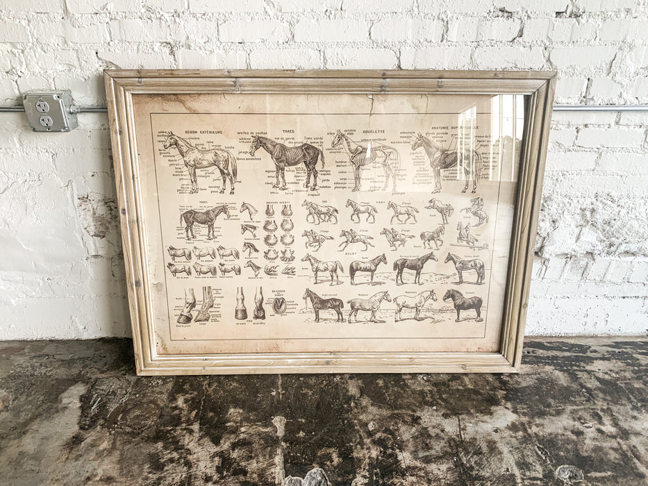 french equine anatomy chart under glass (IN STORE)