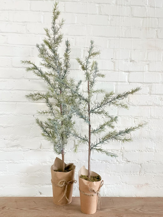 CEDAR TREE