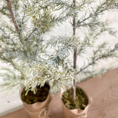 CEDAR TREE