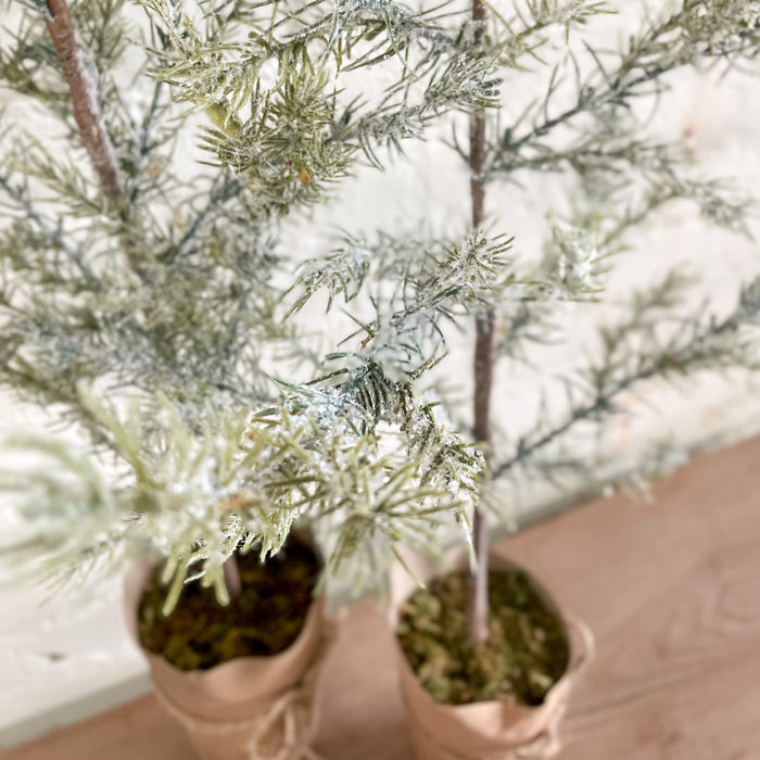 CEDAR TREE