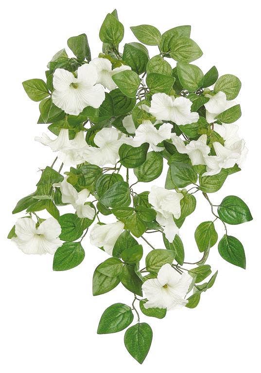 White Petunia Bush/vine