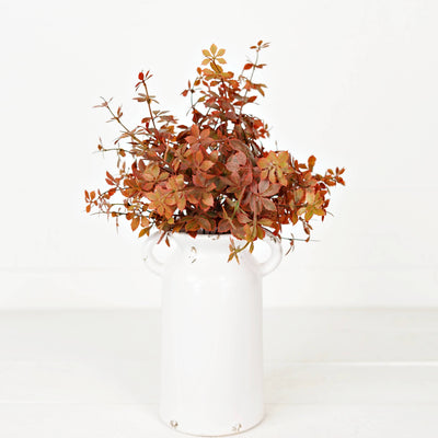 Sweetgum Bush | Burgundy | 16"