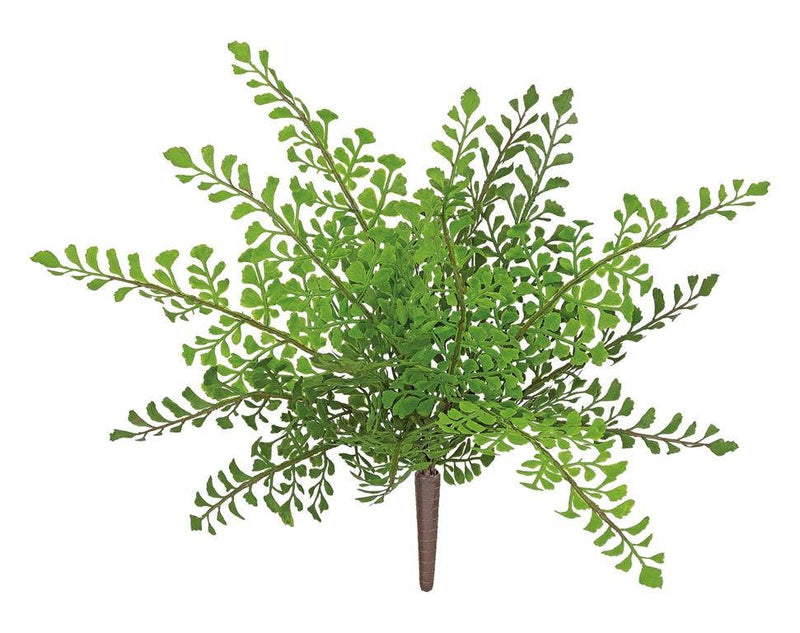 Maidenhair Fern Bush,