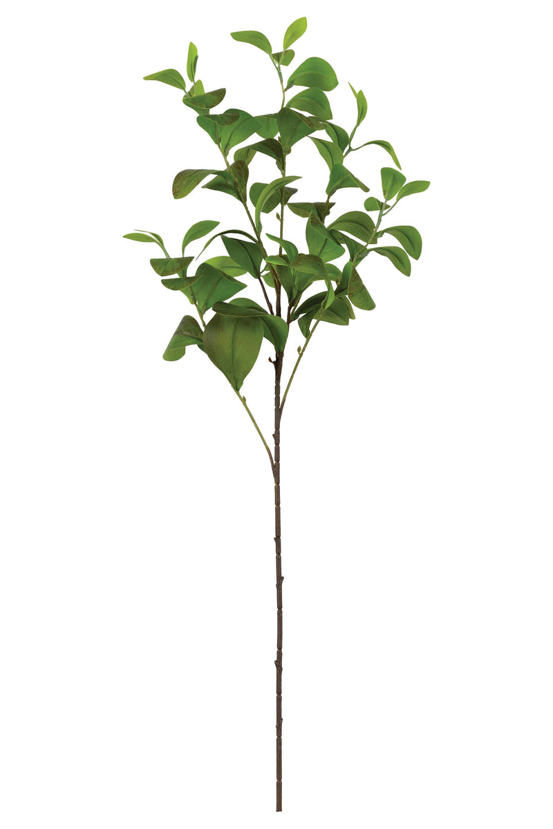 Paddle Leaf Spray
