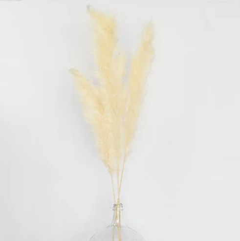 BIG MAMA'S PAMPAS