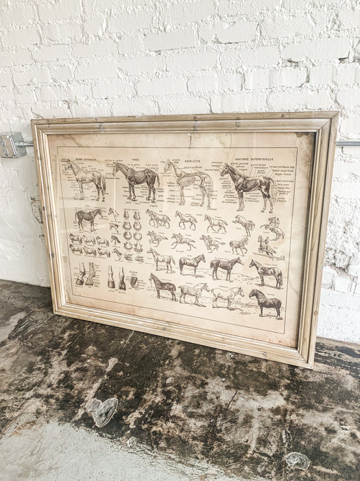 french equine anatomy chart under glass (IN STORE)