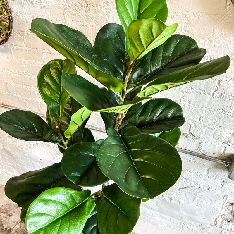 57" FIDDLE LEAF FIG TREE