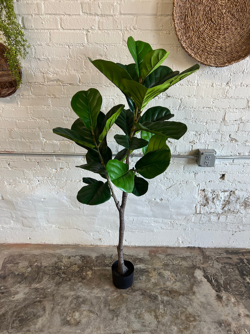 57" FIDDLE LEAF FIG TREE