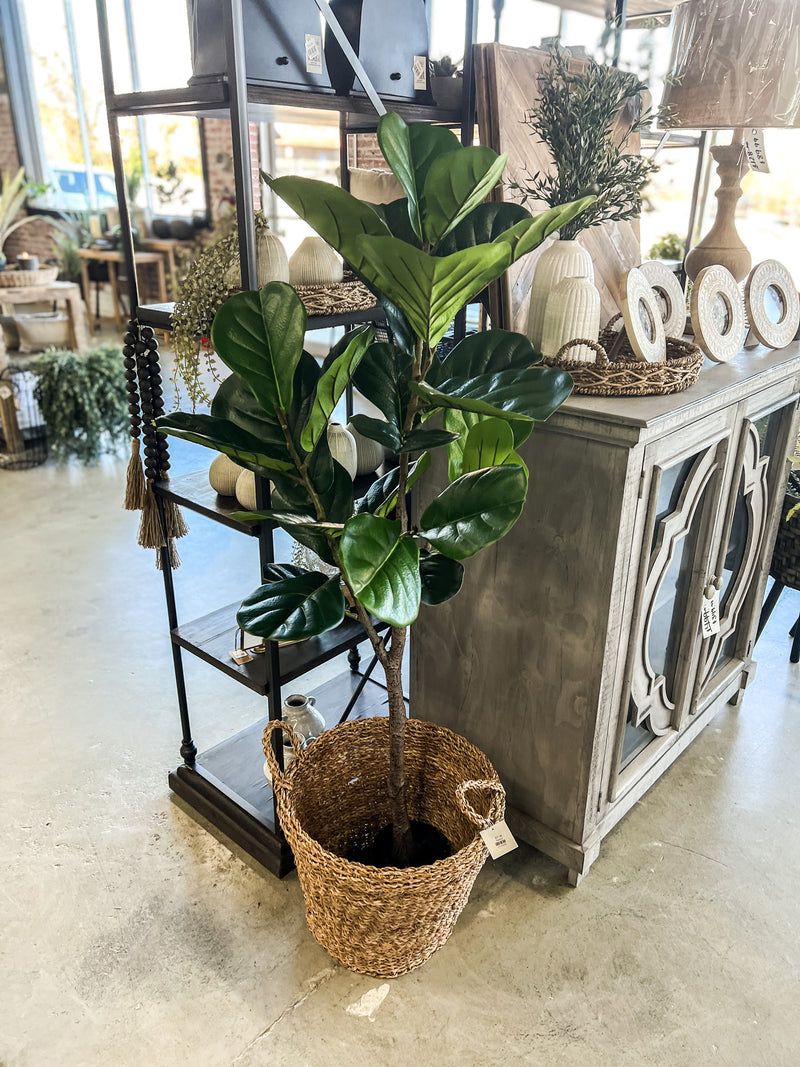 57" FIDDLE LEAF FIG TREE